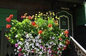 Blumenpracht in Lech